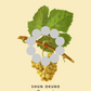Savagnin | Circle